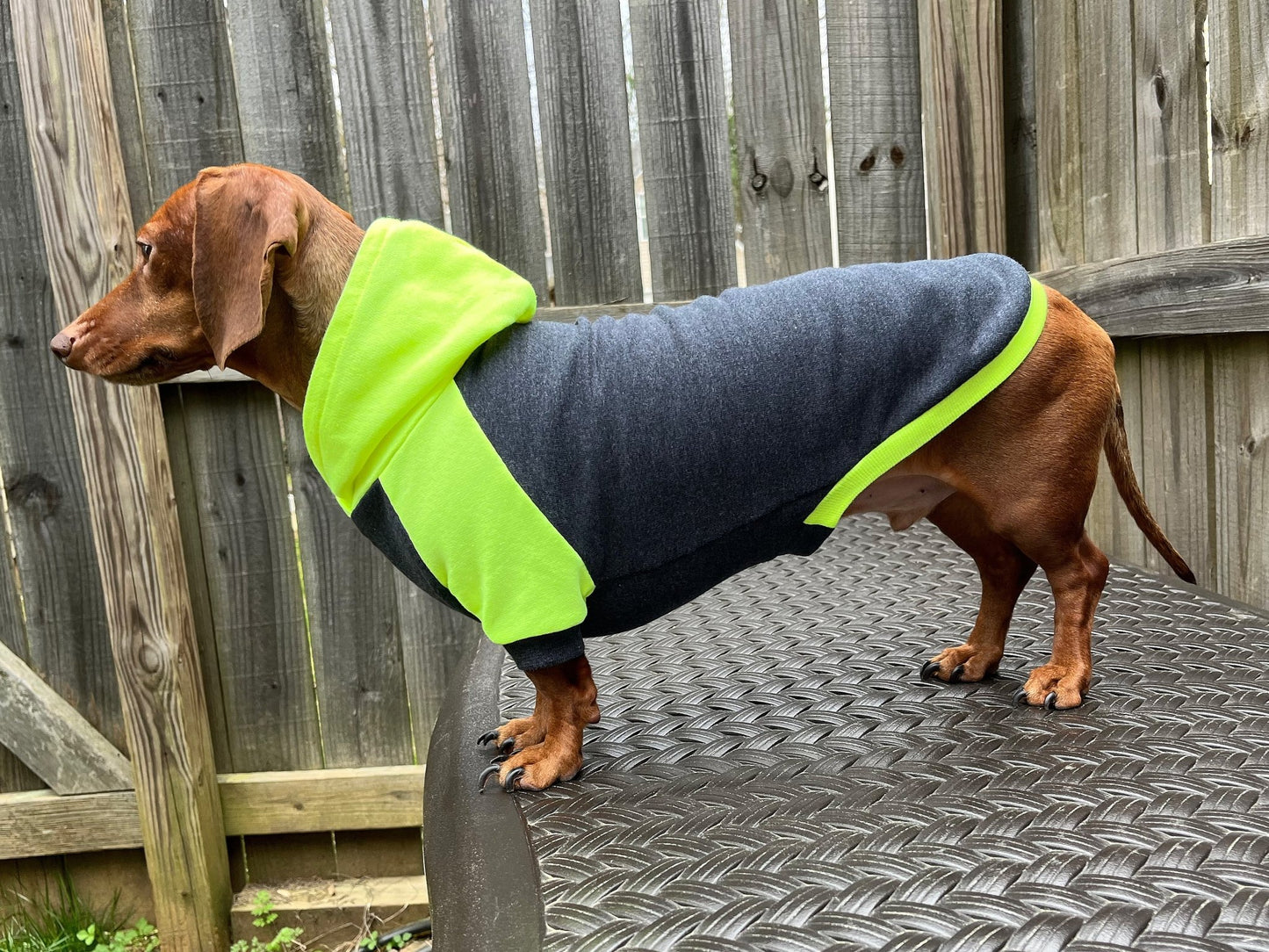High Voltage Dachshund Hoodie - The American Wiener