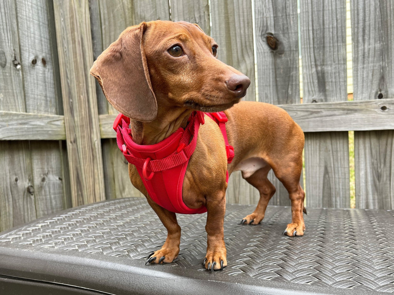 Harnesses & Leashes for dachshunds - The American Wiener