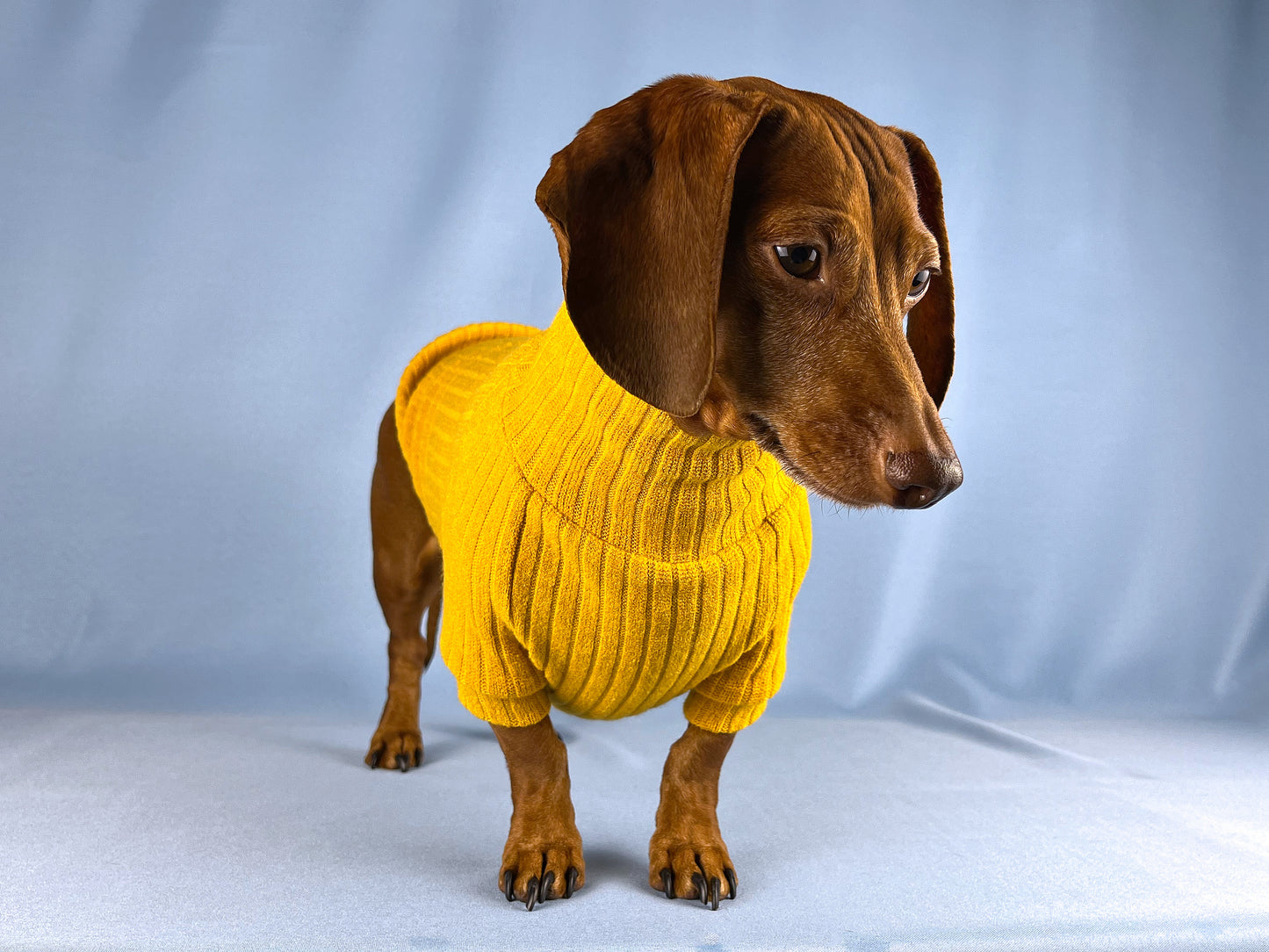 Saffron Paella Dachshund Sweater