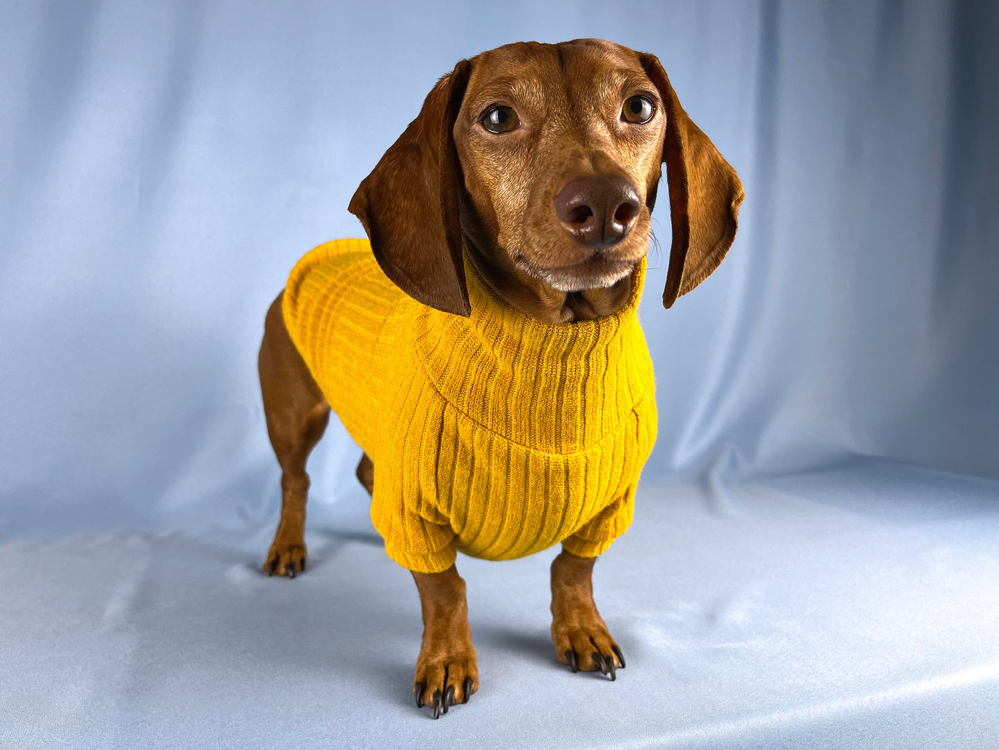 Saffron Paella Dachshund Sweater