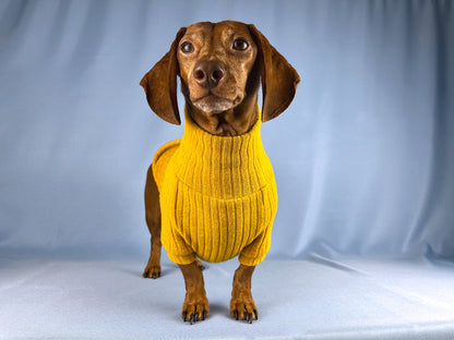 Saffron Paella Dachshund Sweater