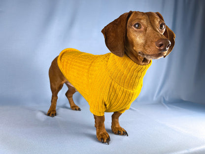 Saffron Paella Dachshund Sweater