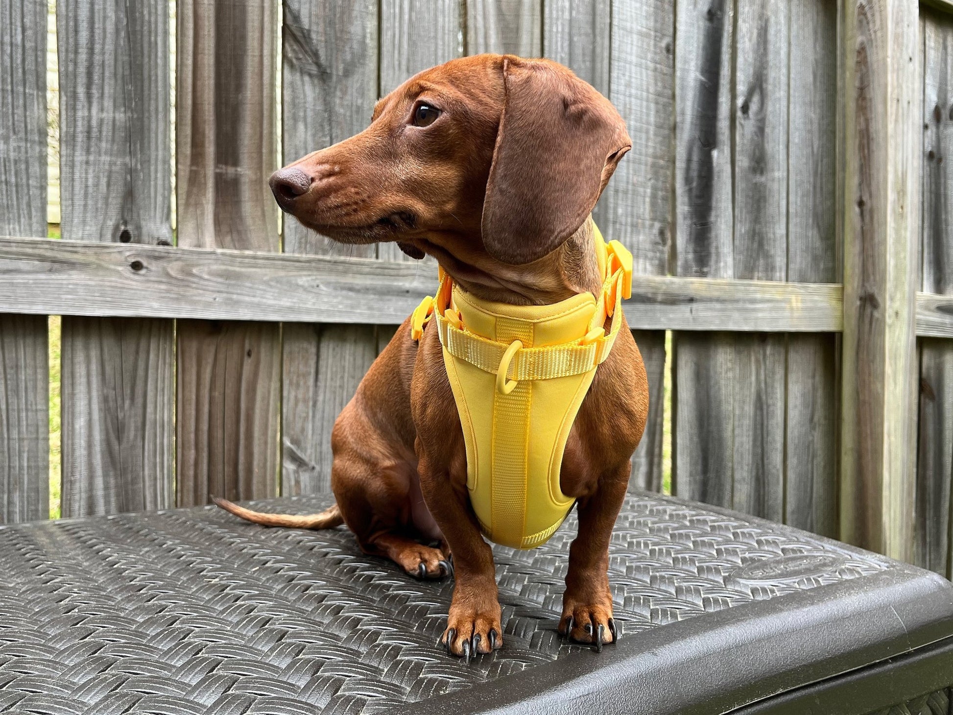 Banana Clan Dachshund Walk Set - The American Wiener