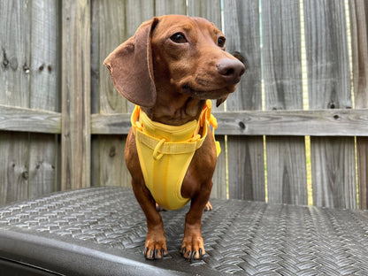 Banana Clan Dachshund Walk Set - The American Wiener