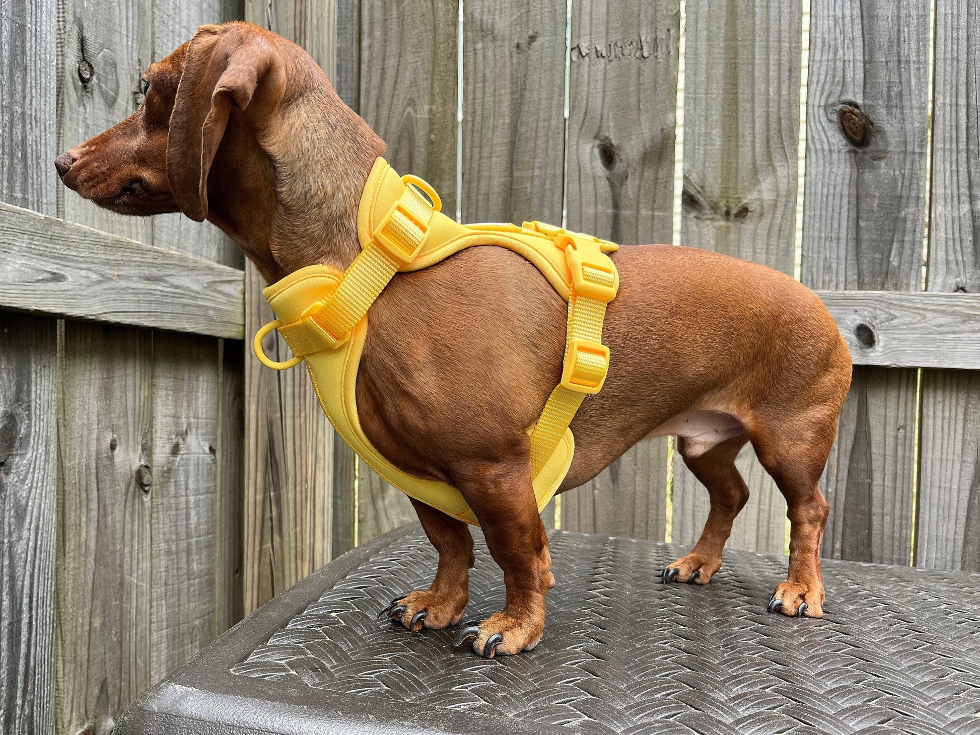 Banana Clan Dachshund Walk Set - The American Wiener