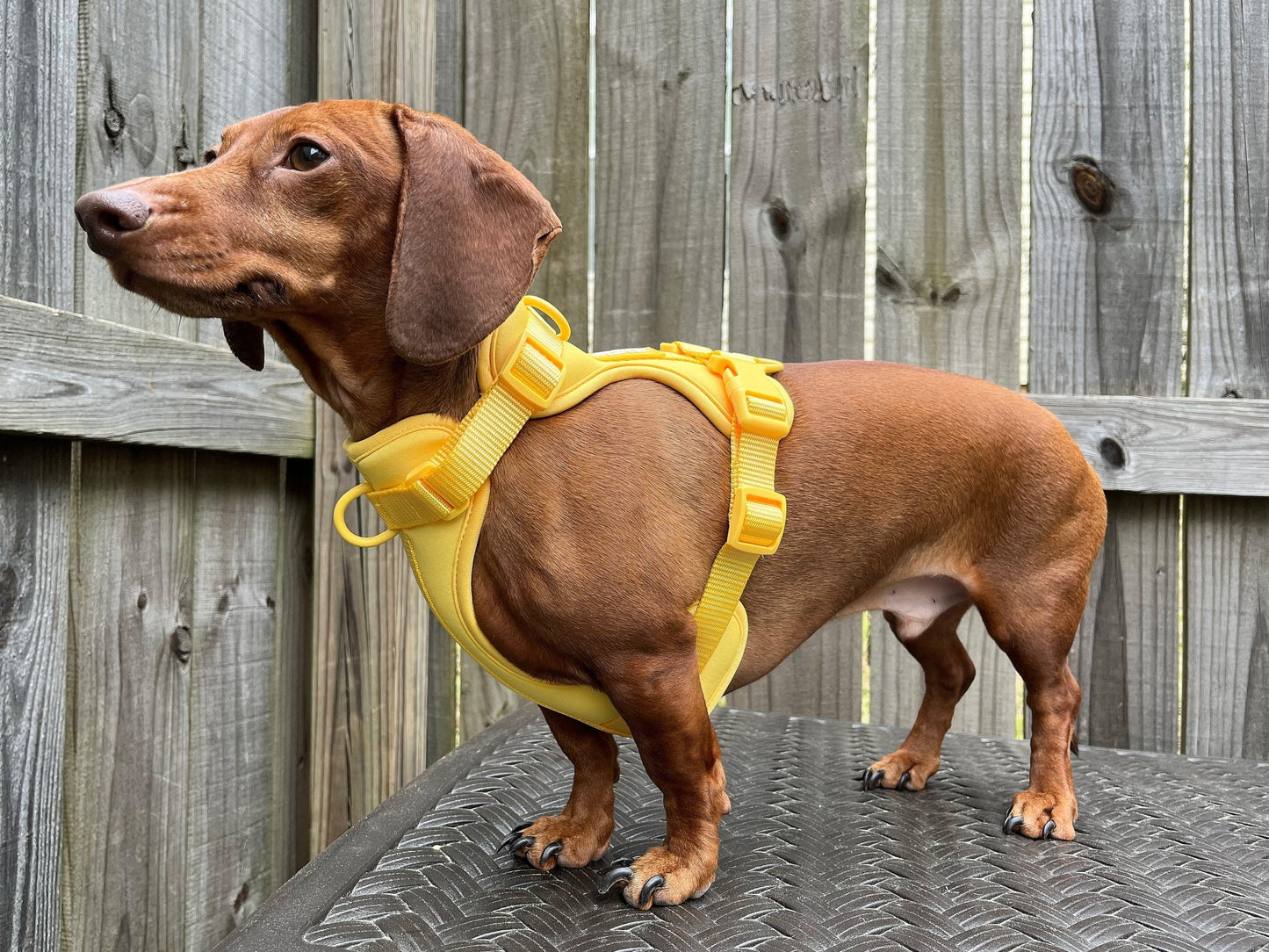 Banana Clan Dachshund Walk Set - The American Wiener