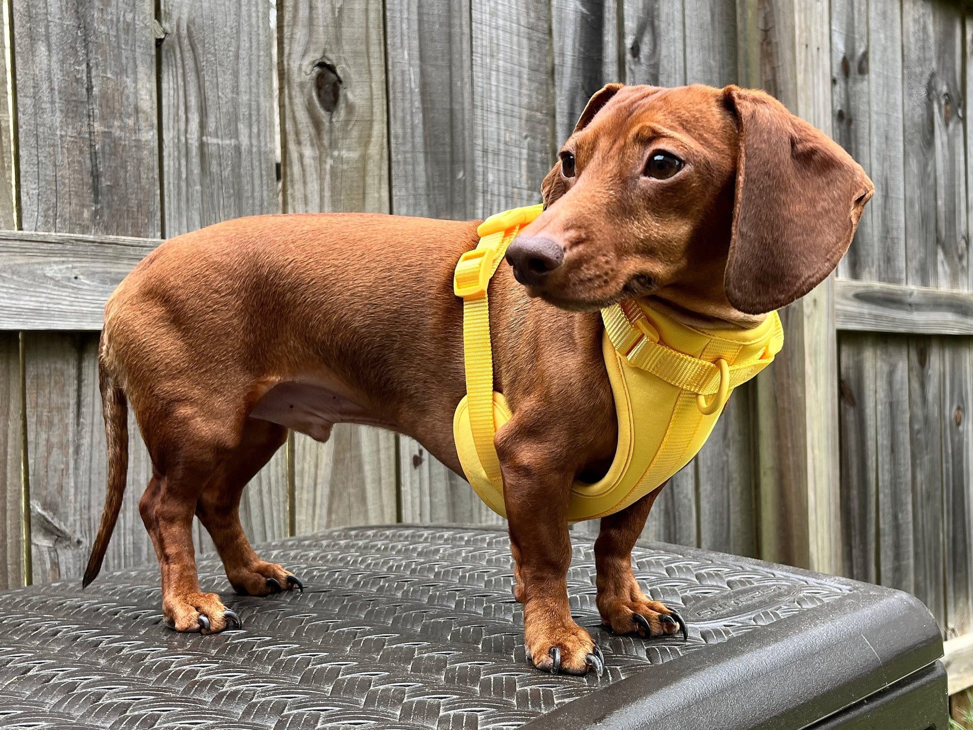 Banana Clan Dachshund Walk Set - The American Wiener