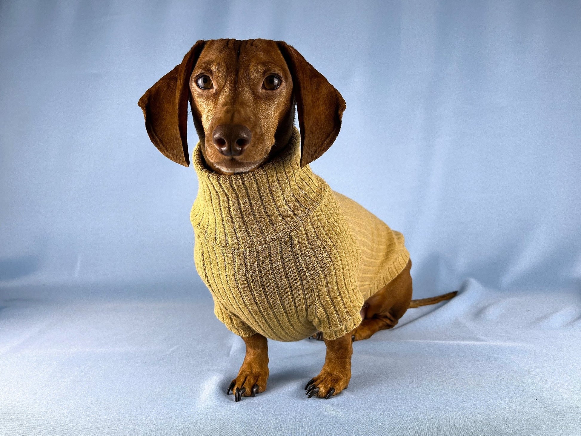 Bread Pudding Dachshund Sweater - The American Wiener