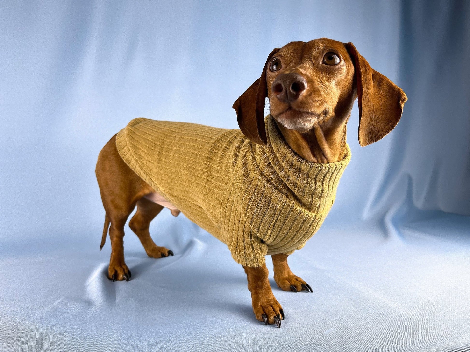 Bread Pudding Dachshund Sweater - The American Wiener