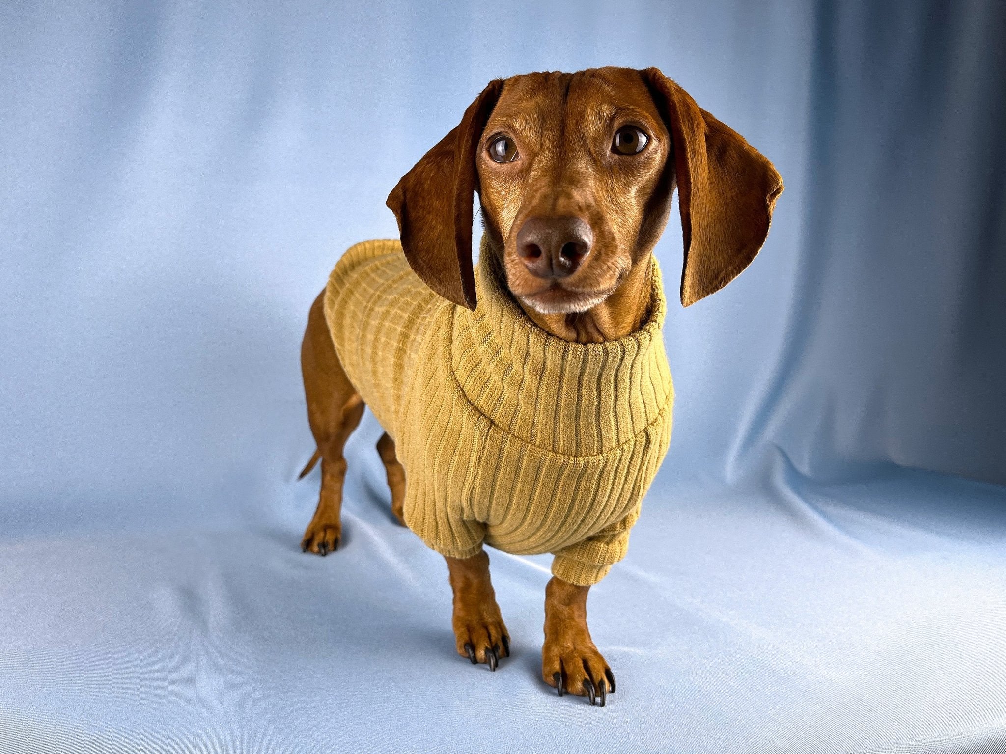 Dachshund sweater for human sale