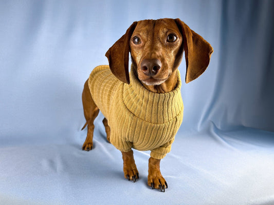 Bread Pudding Dachshund Sweater - The American Wiener