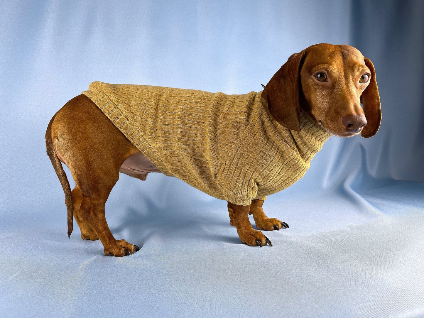 Bread Pudding Dachshund Sweater - The American Wiener