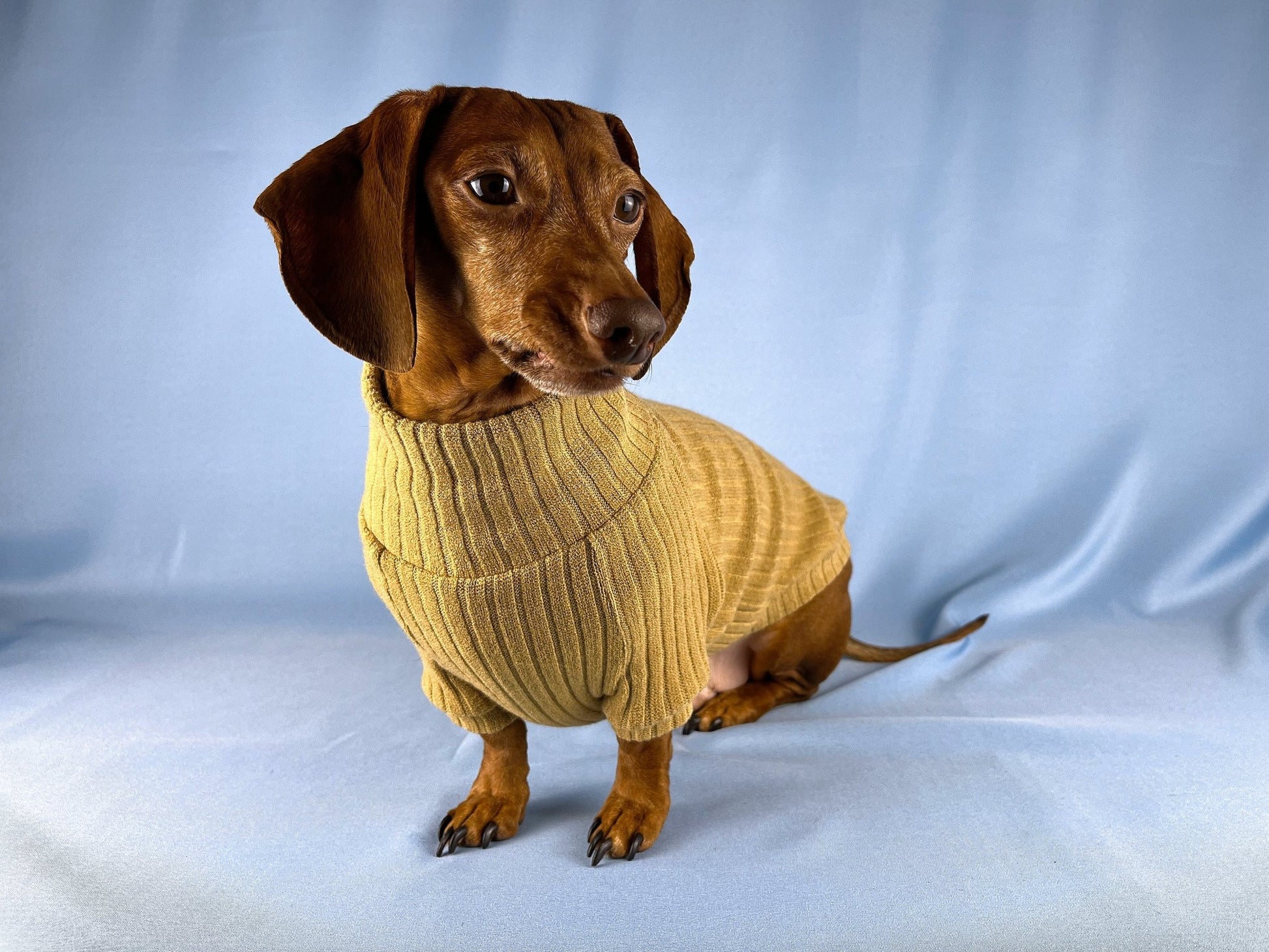 Bread Pudding Dachshund Sweater - The American Wiener