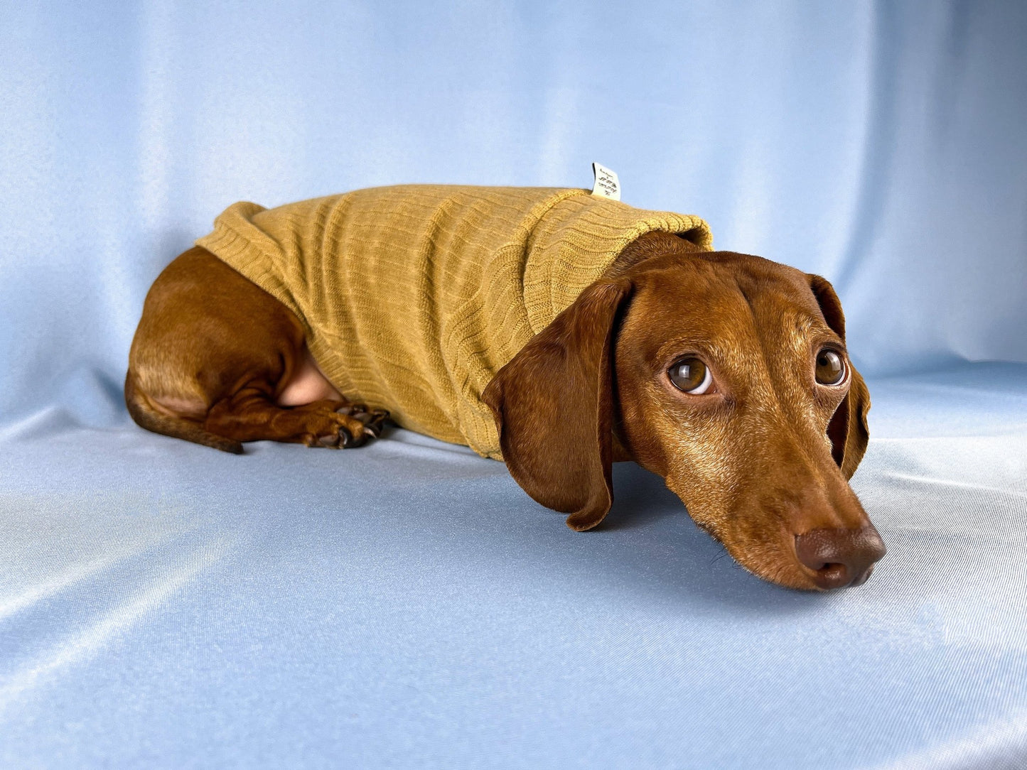 Bread Pudding Dachshund Sweater - The American Wiener