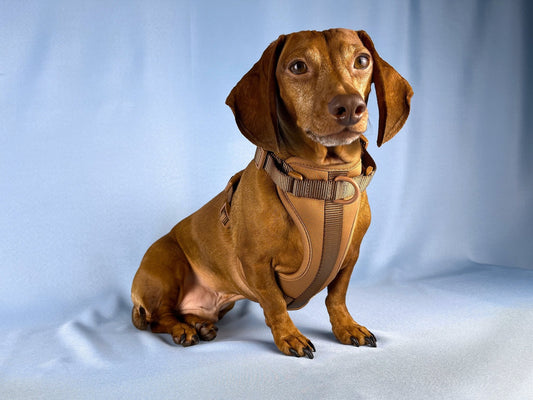 Cafe au Lait Dachshund Walk Set - The American Wiener