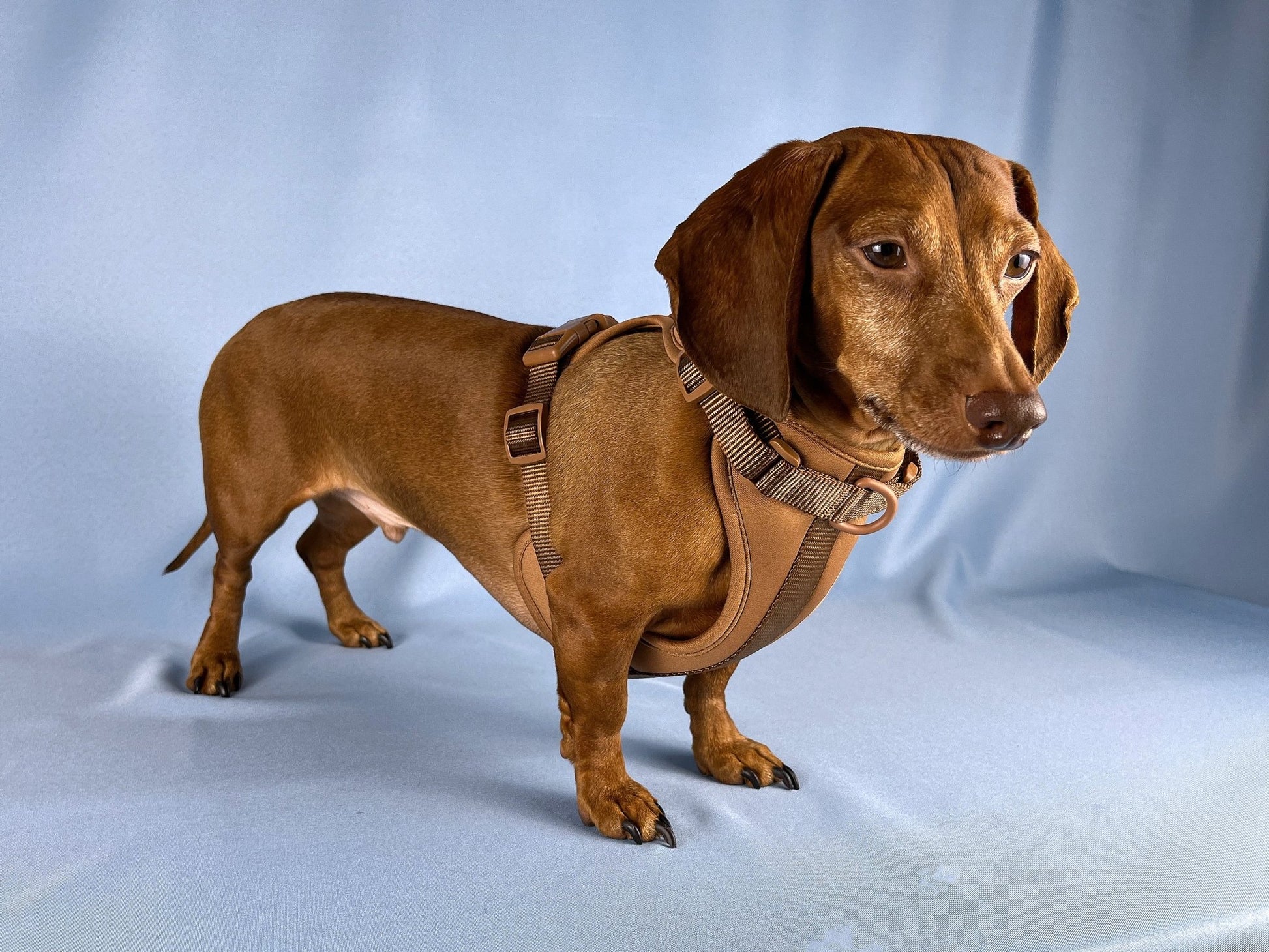 Cafe au Lait Dachshund Walk Set - The American Wiener