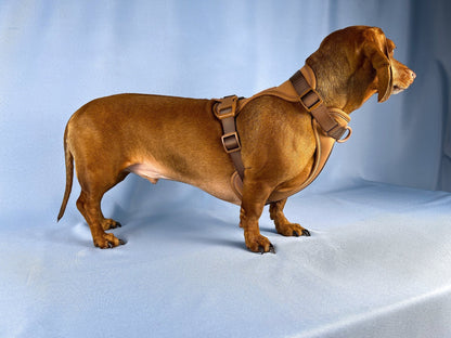 Cafe au Lait Dachshund Walk Set - The American Wiener