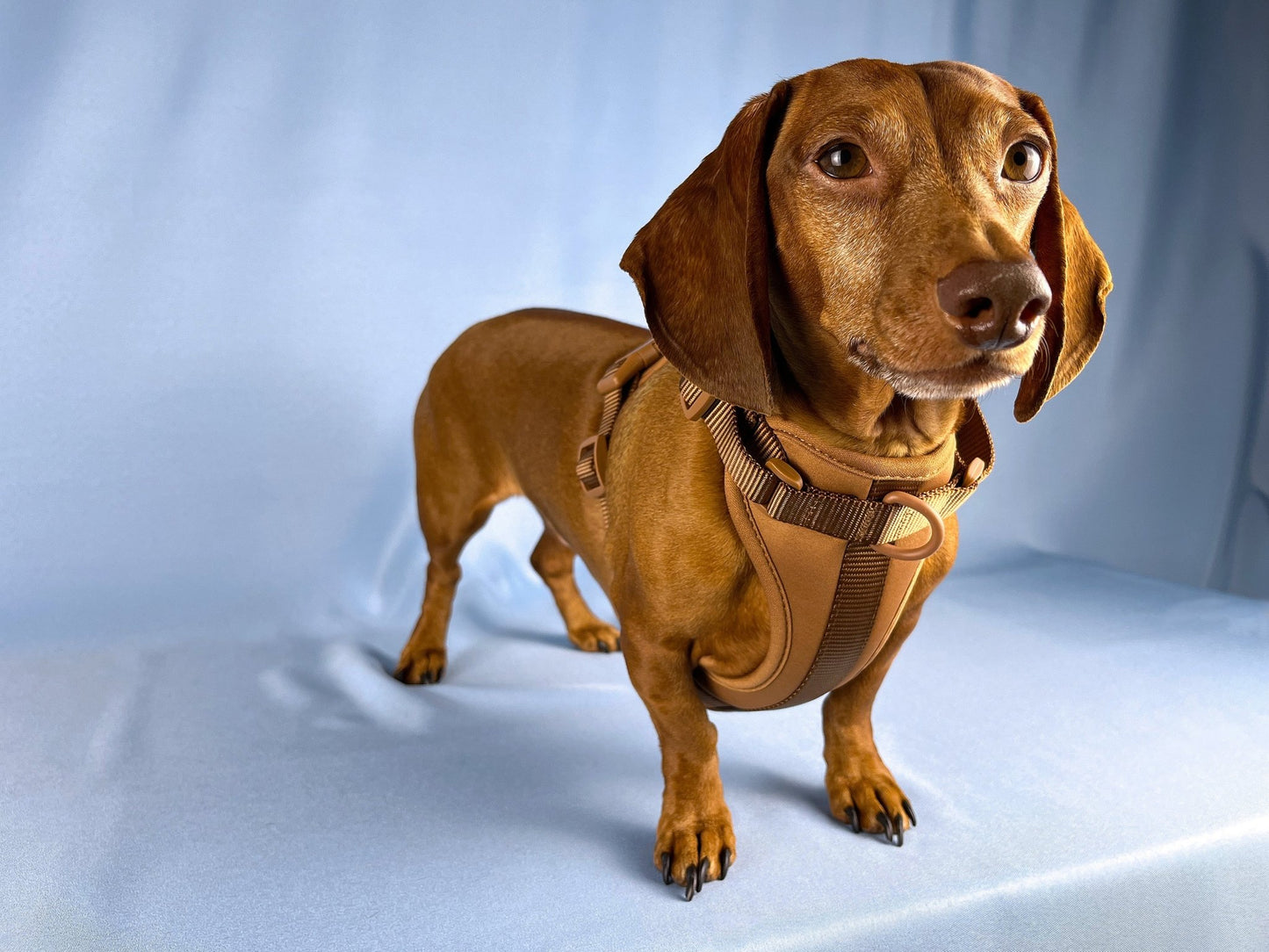 Cafe au Lait Dachshund Walk Set - The American Wiener