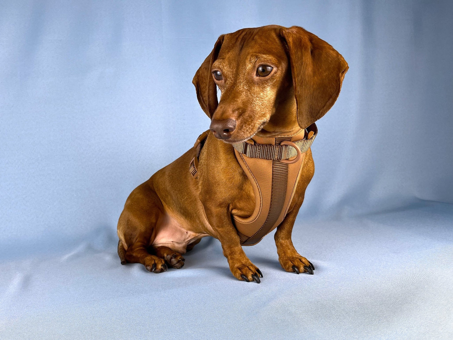 Cafe au Lait Dachshund Walk Set - The American Wiener