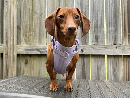 Candy Dreams Dachshund Walk Set - The American Wiener