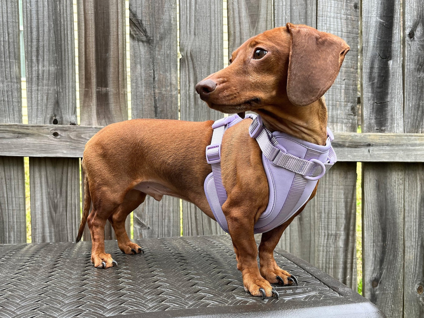 Candy Dreams Dachshund Walk Set - The American Wiener