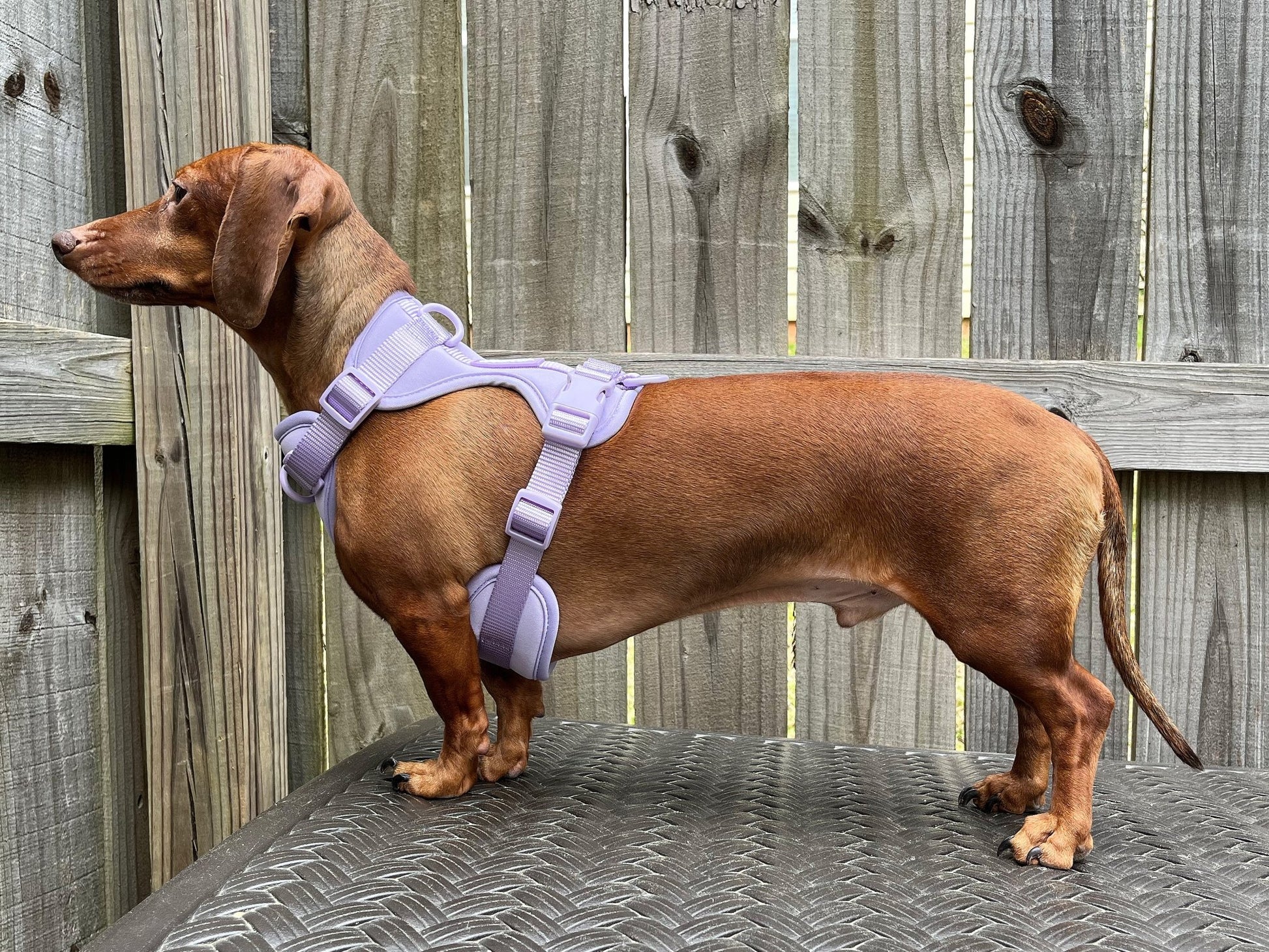 Candy Dreams Dachshund Walk Set - The American Wiener