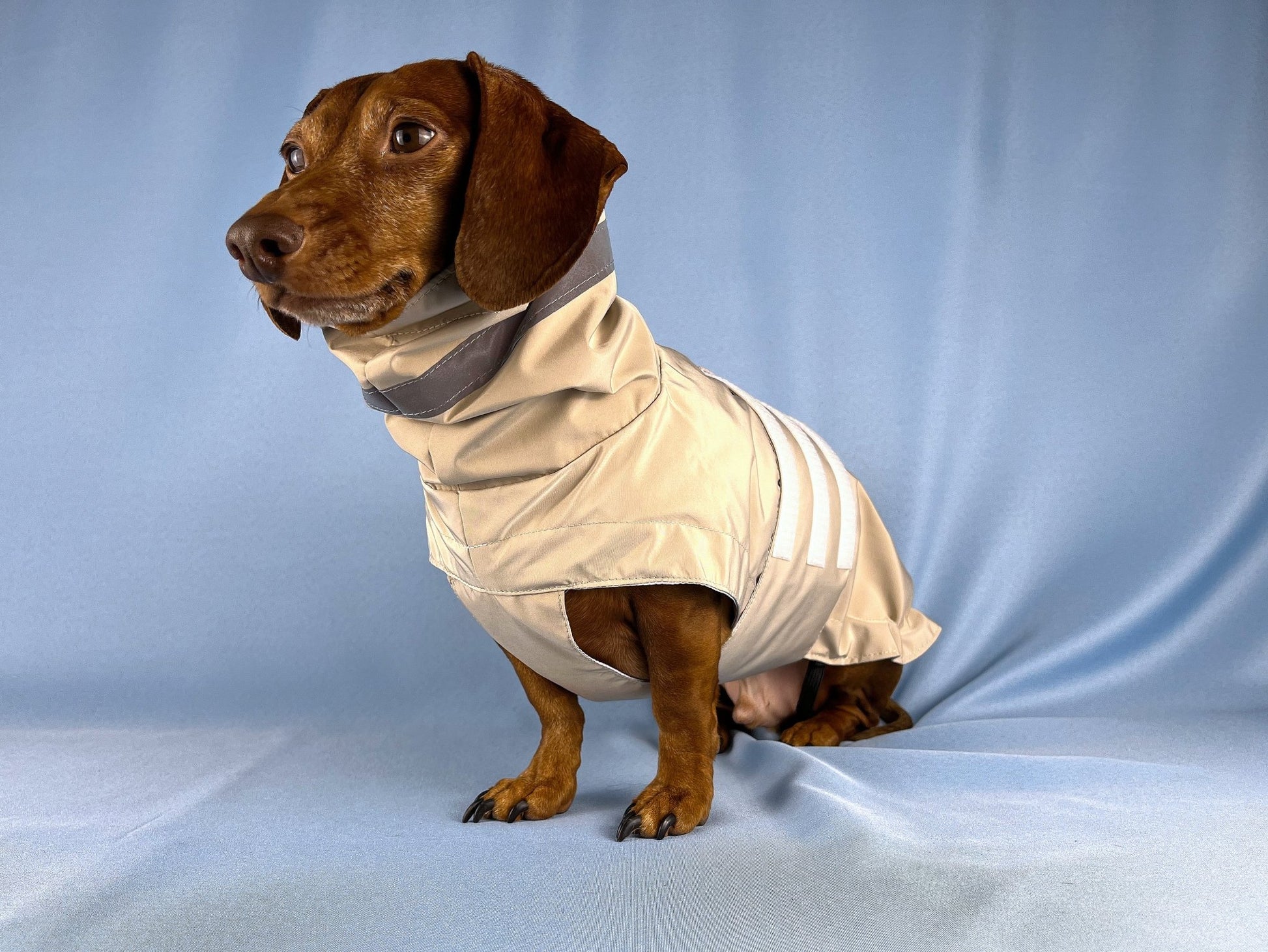 Champagne Bubbles Dachshund Raincoat - The American Wiener