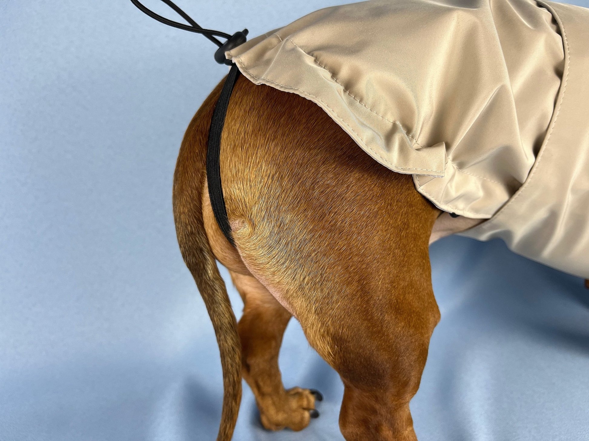 Champagne Bubbles Dachshund Raincoat - The American Wiener