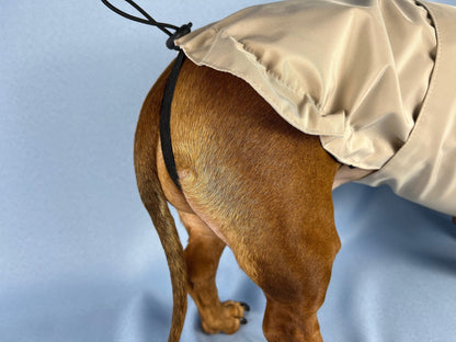 Champagne Bubbles Dachshund Raincoat - The American Wiener