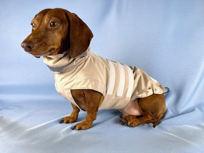 Champagne Bubbles Dachshund Raincoat - The American Wiener