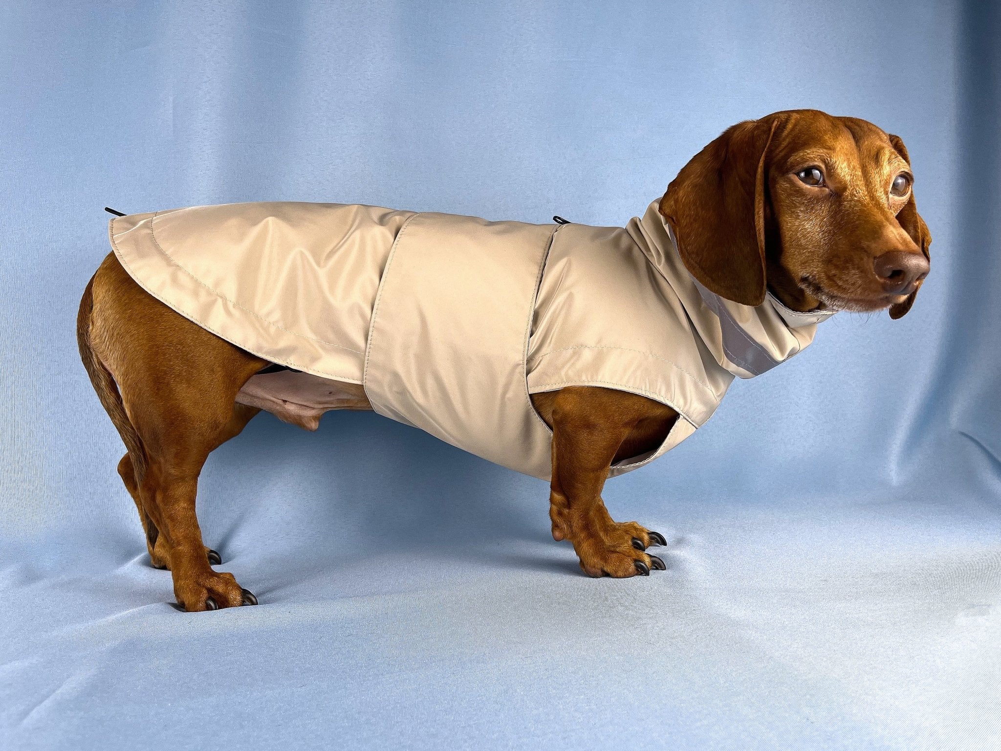 Beagle raincoat best sale