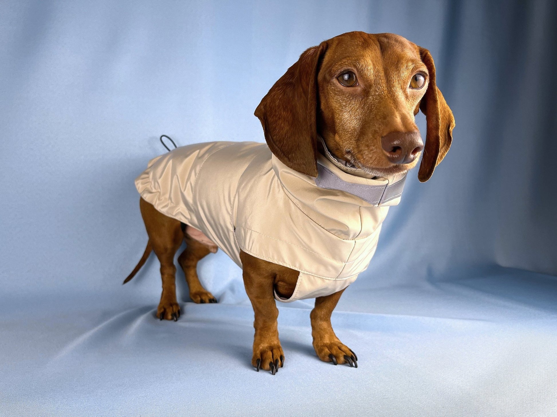 Champagne Bubbles Dachshund Raincoat - The American Wiener