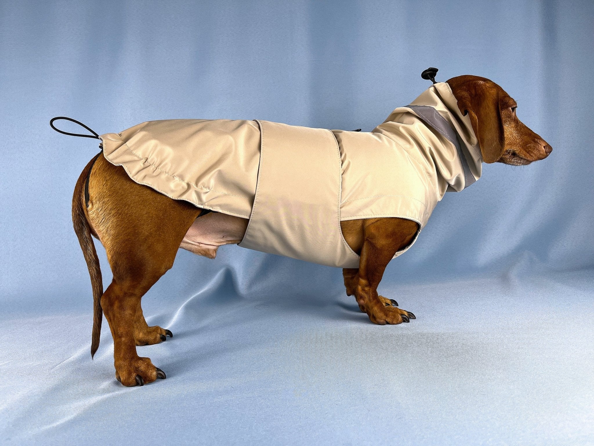 Dachshund on sale in raincoat