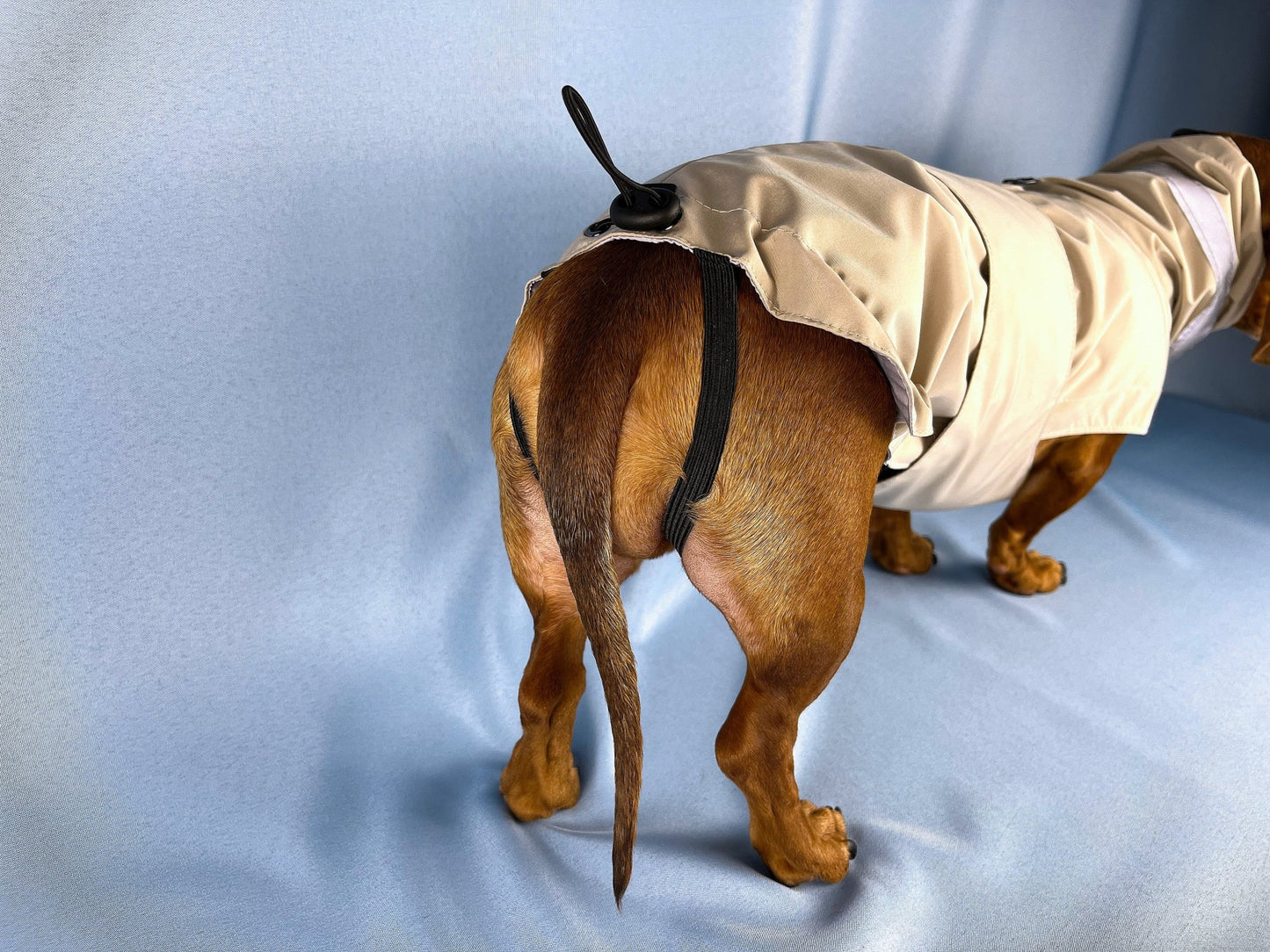 Champagne Bubbles Dachshund Raincoat - The American Wiener