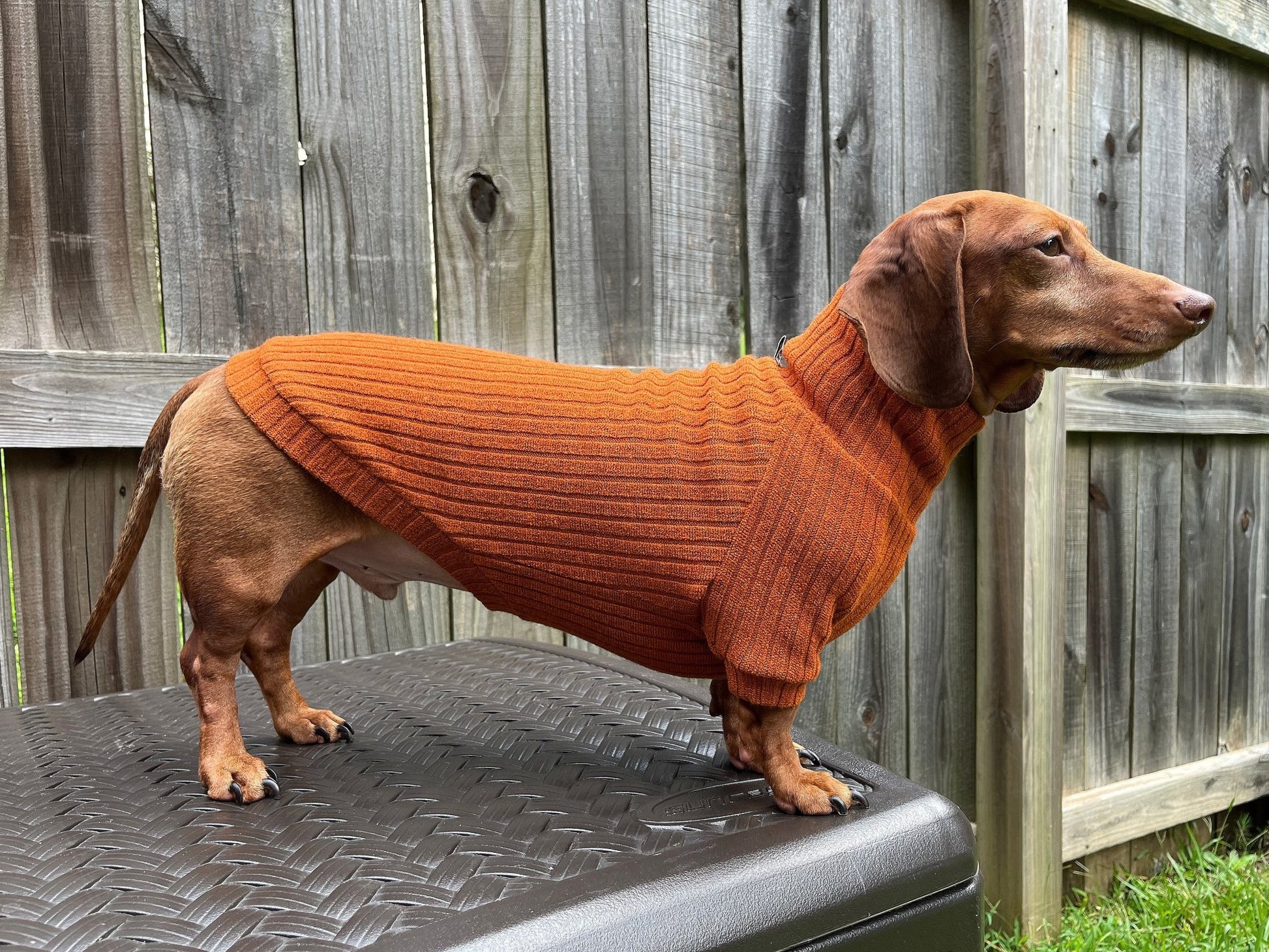 Classic Marinara Dachshund Sweater - The American Wiener