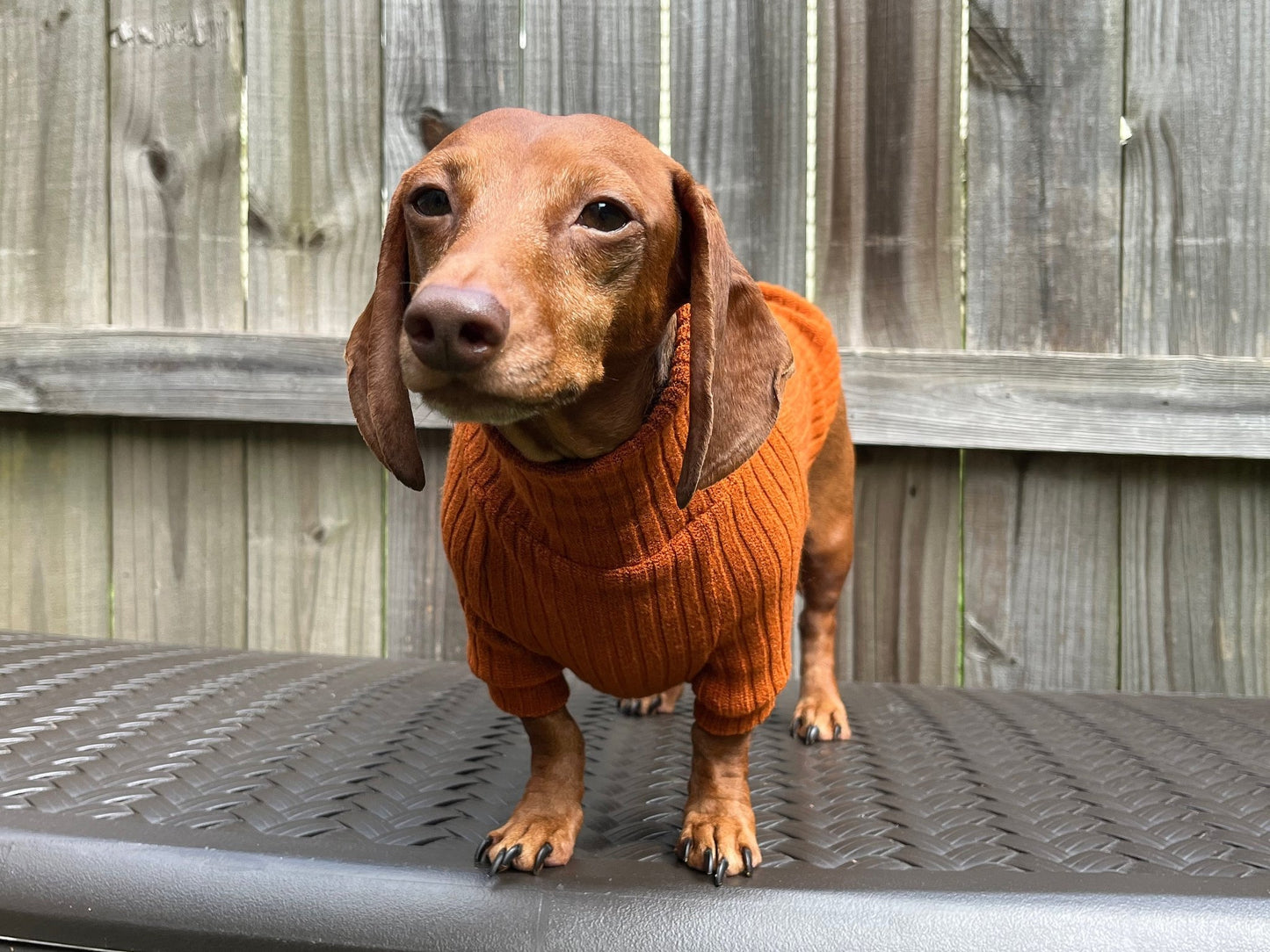 Classic Marinara Dachshund Sweater - The American Wiener