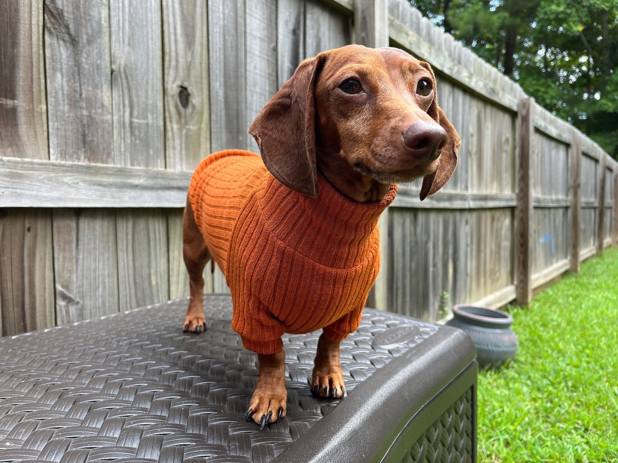 Warm weenies 2024 dachshund sweaters