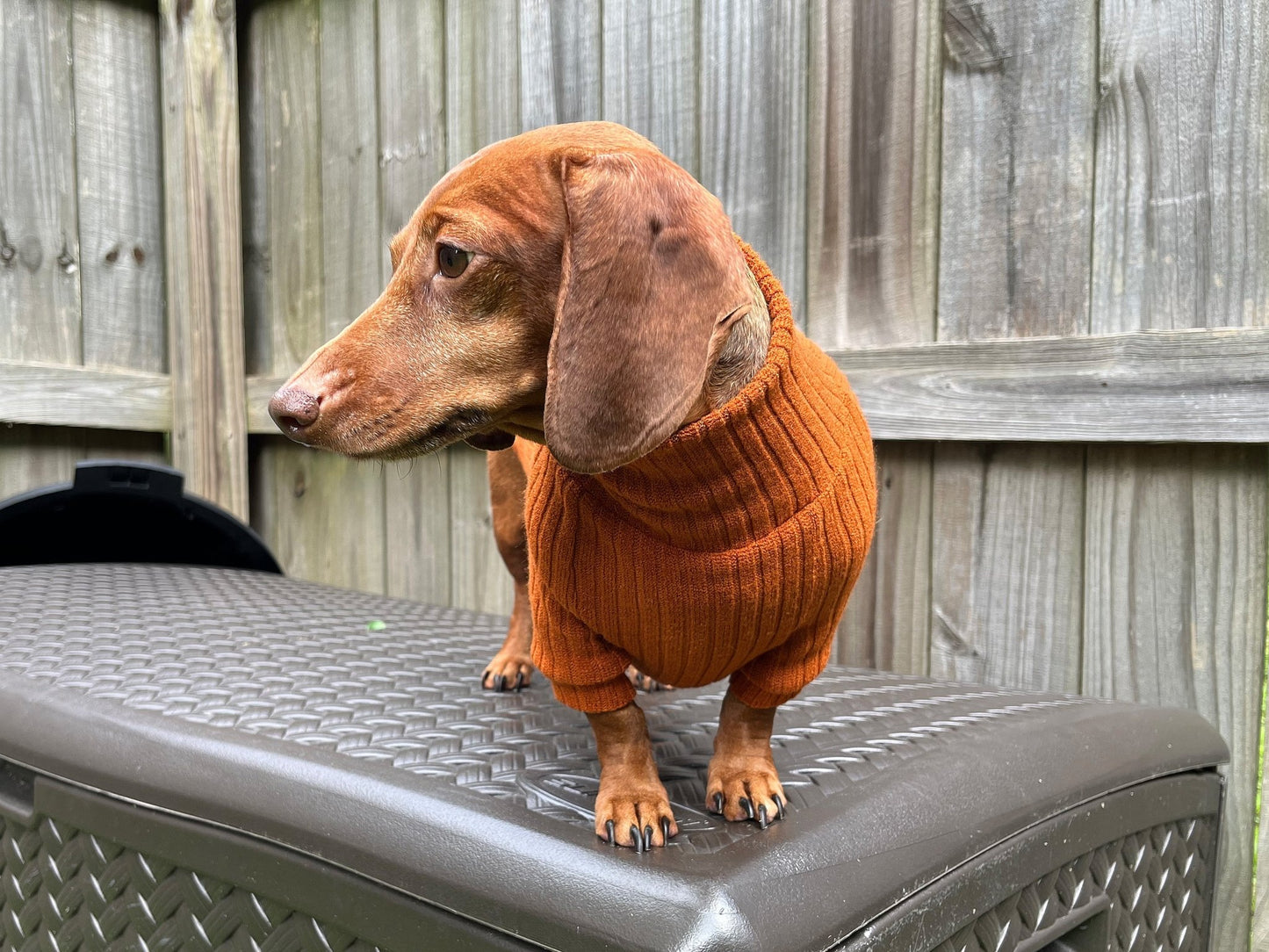 Classic Marinara Dachshund Sweater - The American Wiener