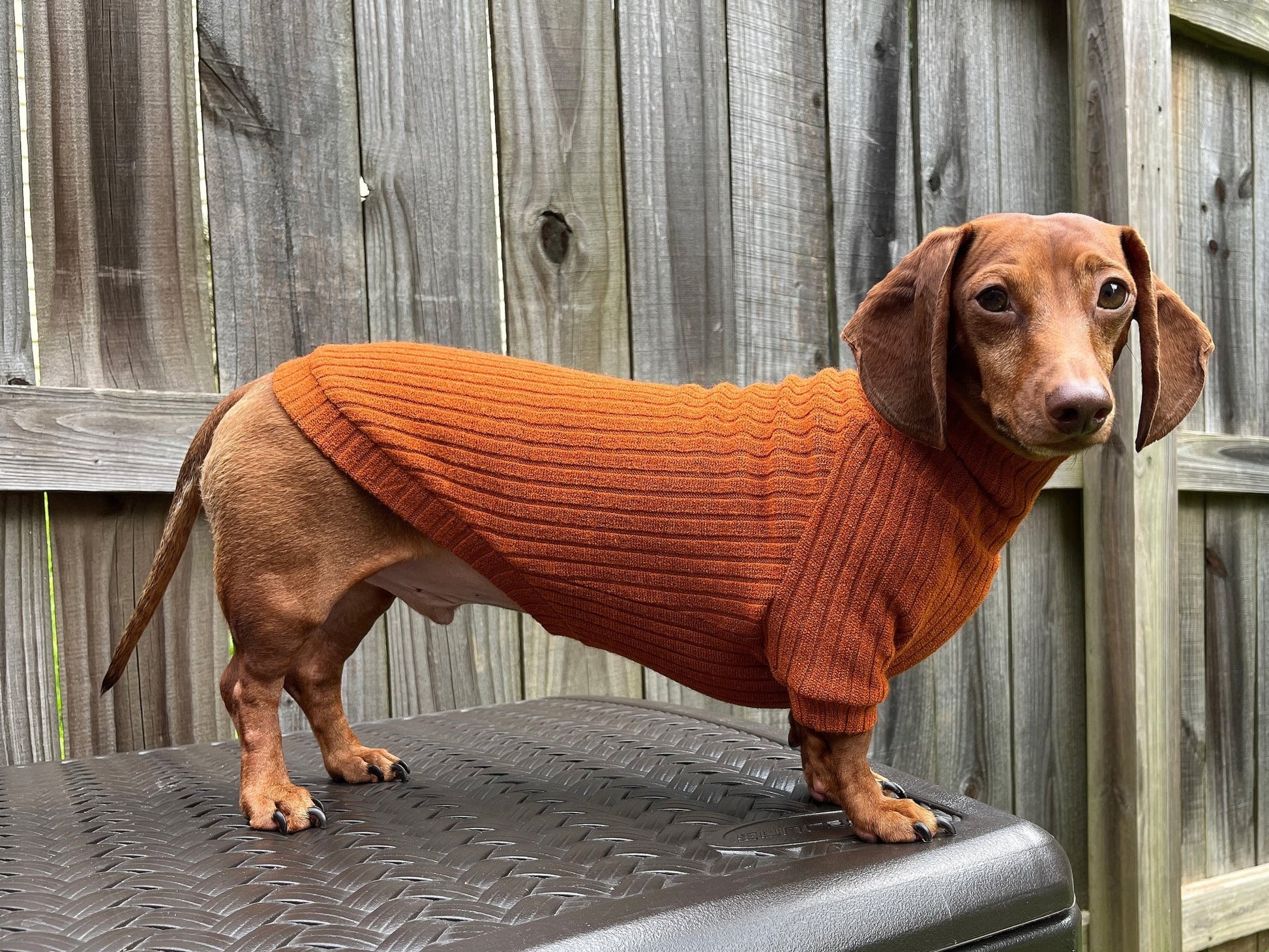 Classic Marinara Dachshund Sweater - The American Wiener