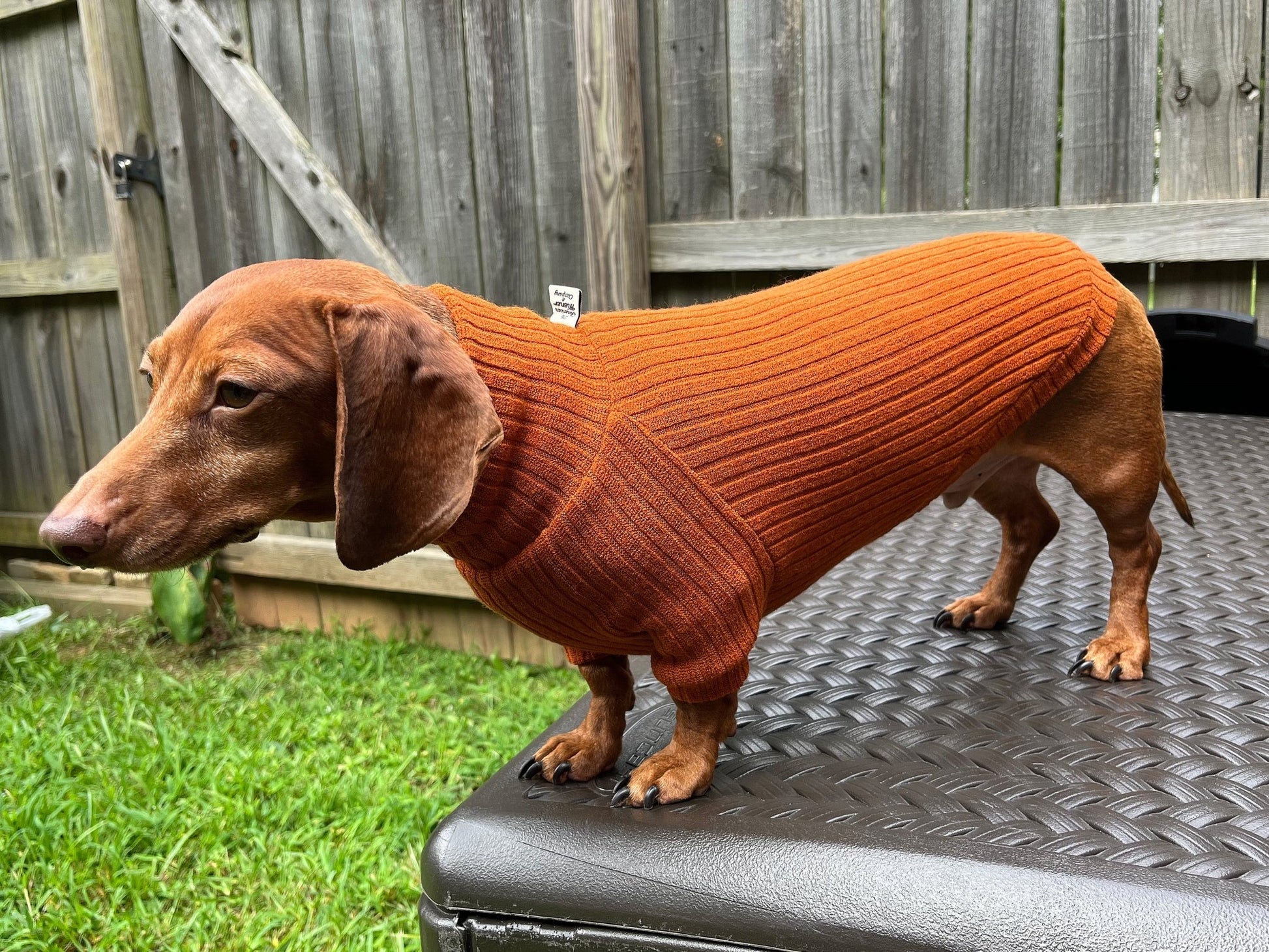 Classic Marinara Dachshund Sweater - The American Wiener