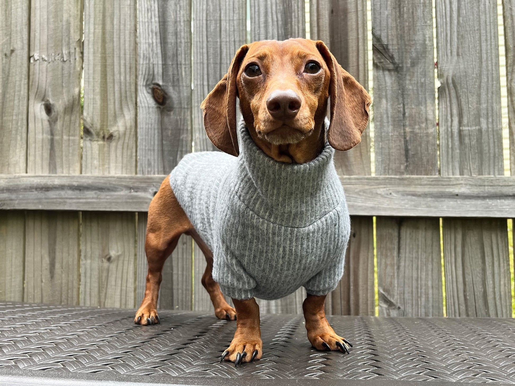 Coal Candy Dachshund Sweater - The American Wiener