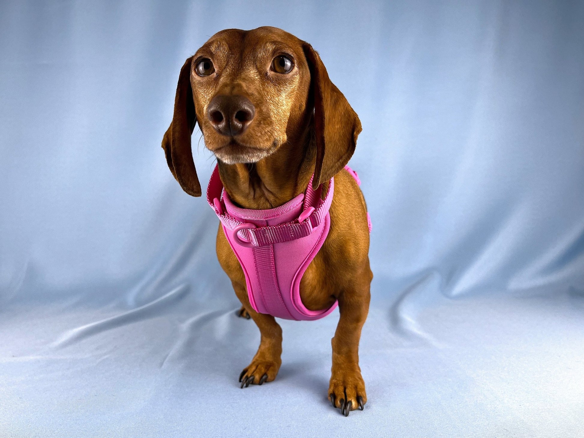 Crushed Berries Dachshund Walk Set - The American Wiener