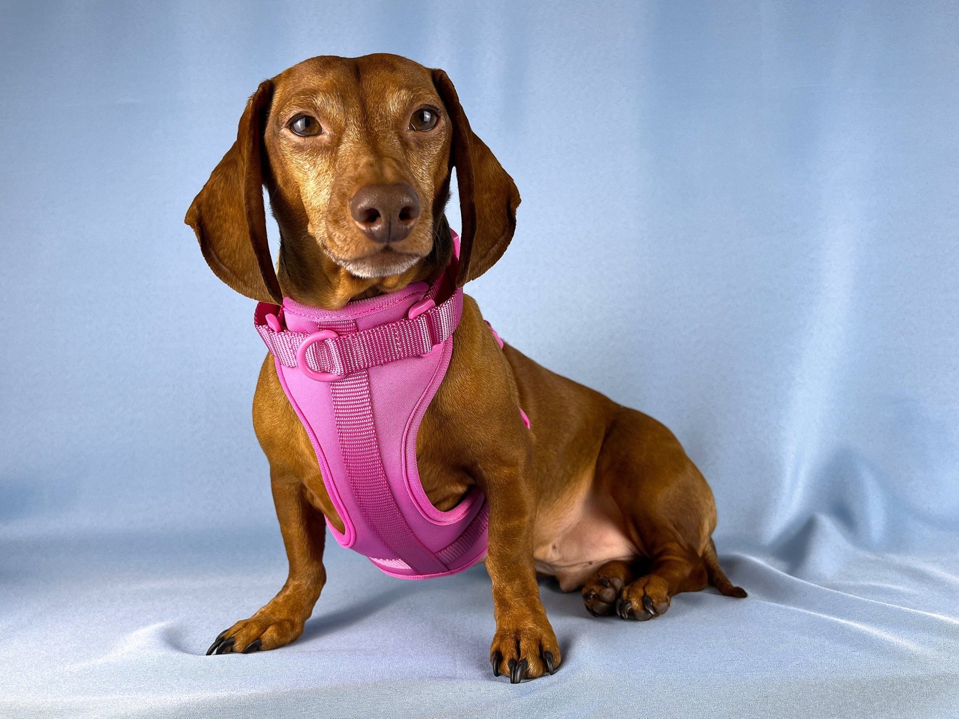 Crushed Berries Dachshund Walk Set - The American Wiener