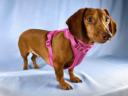 Crushed Berries Dachshund Walk Set - The American Wiener