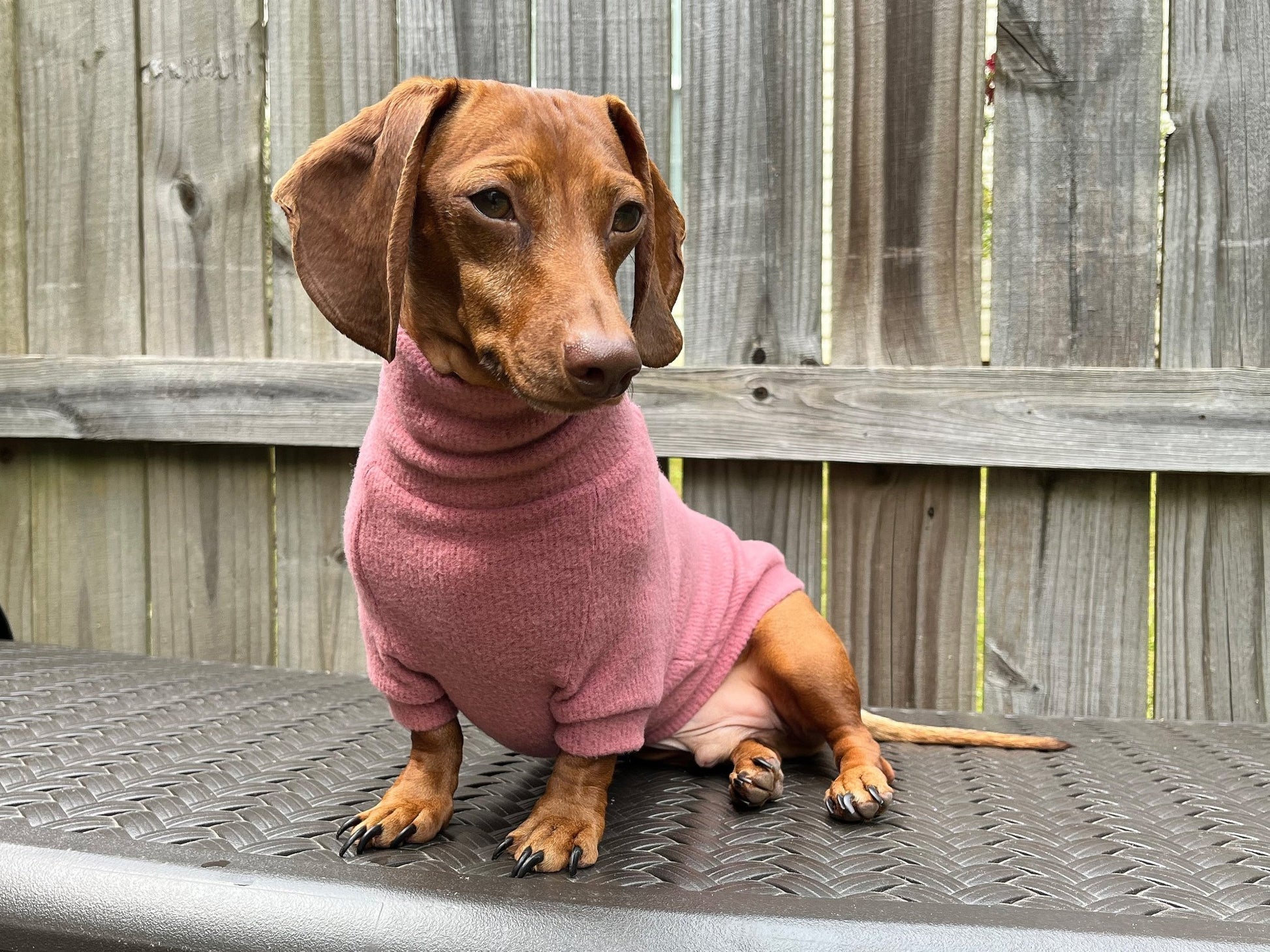 Fiesta Rojo Dachshund Sweater - The American Wiener