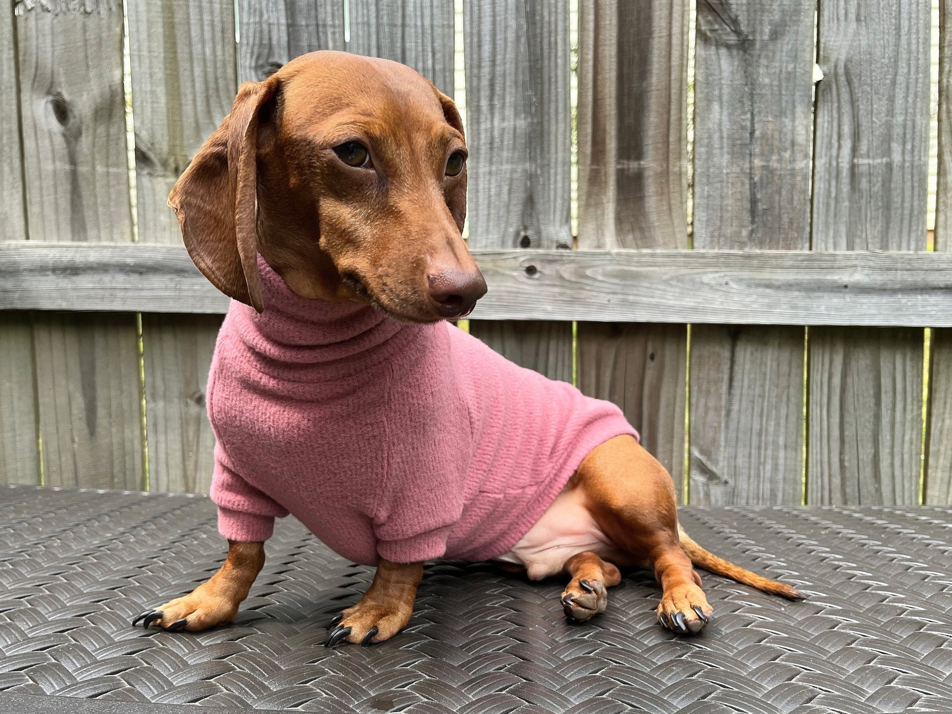 Fiesta Rojo Dachshund Sweater - The American Wiener