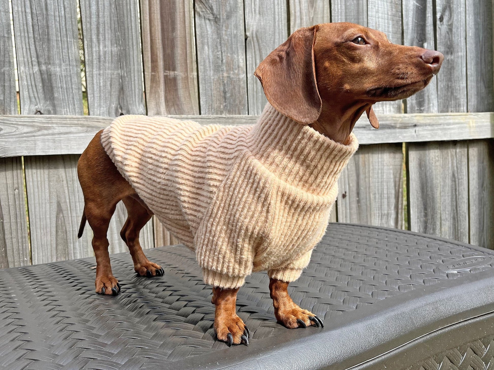 Golden Churro Dachshund Sweater - The American Wiener