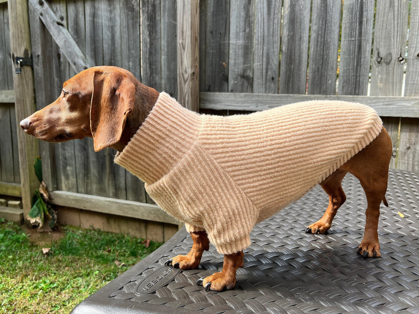 Golden Churro Dachshund Sweater - The American Wiener