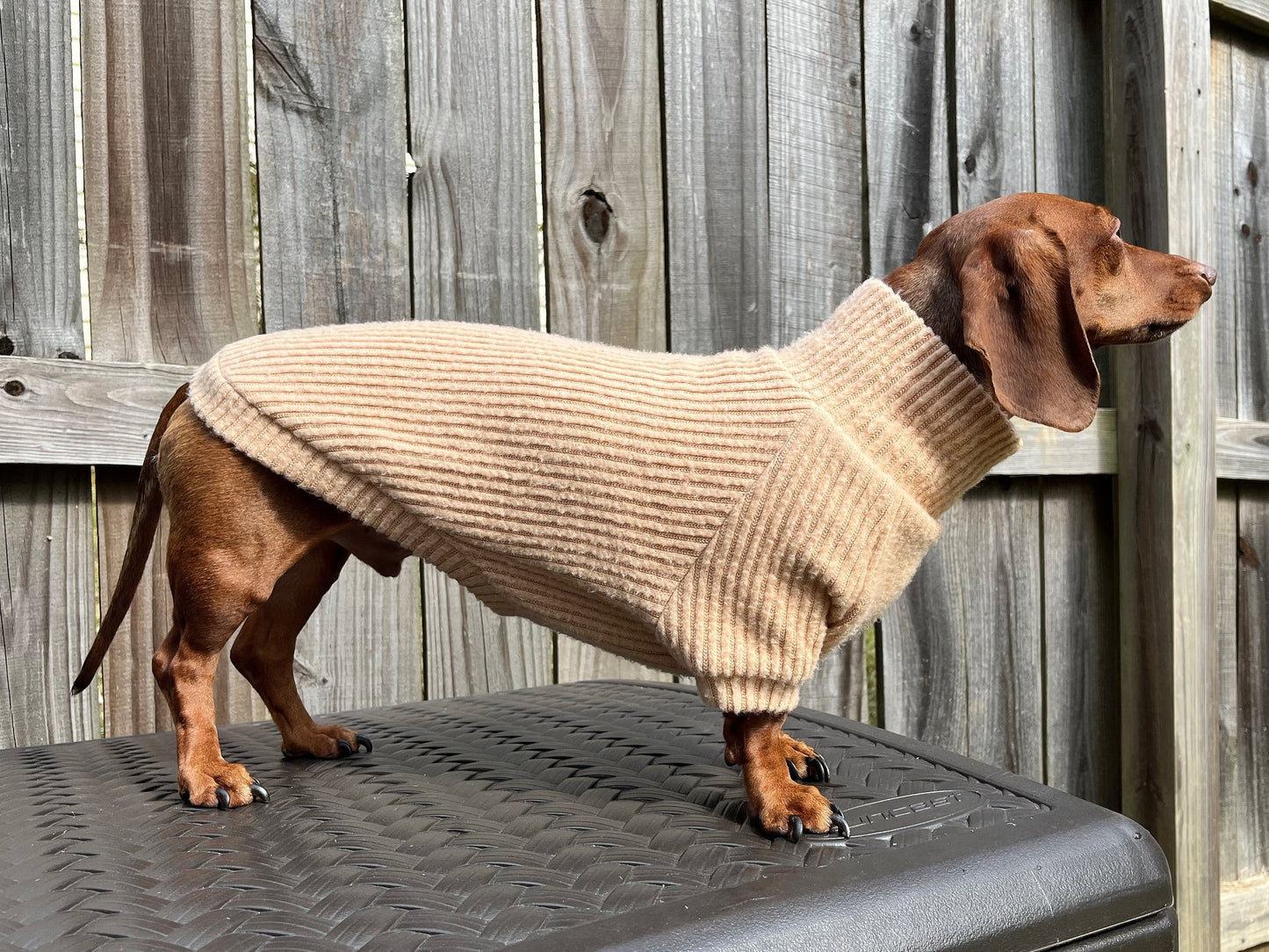 Golden Churro Dachshund Sweater - The American Wiener