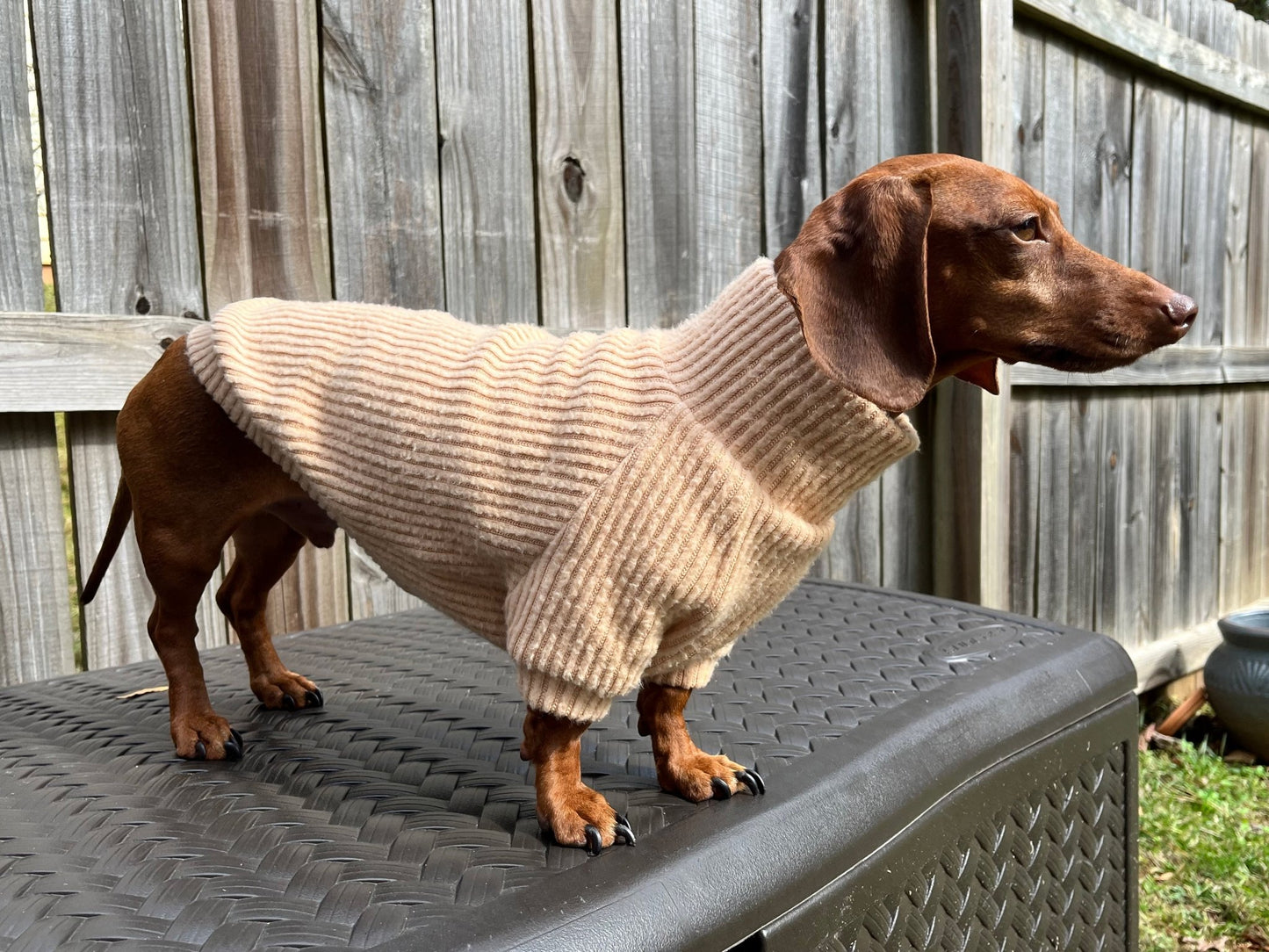 Golden Churro Dachshund Sweater - The American Wiener